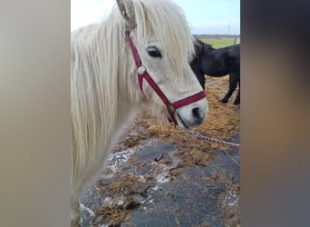 Icelandic Horse Mix, Mare, 16 years, 12.2 hh, Gray
