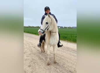 Icelandic Horse Mix, Mare, 16 years, 12.2 hh, Gray