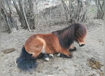 Icelandic Horse, Mare, 16 years, 12.3 hh, Brown