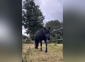 Icelandic Horse, Mare, 16 years, 13.1 hh, Black