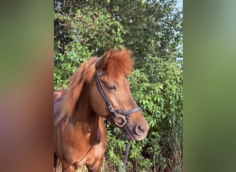 Icelandic Horse, Mare, 16 years, 13.1 hh, Chestnut-Red