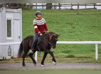 Icelandic Horse, Mare, 16 years, 13.2 hh, Black