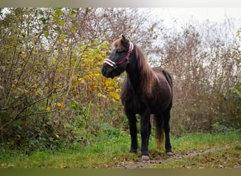 Icelandic Horse, Mare, 16 years, 13.2 hh, Black
