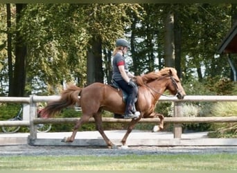 Icelandic Horse, Mare, 16 years, 13.2 hh, Chestnut-Red