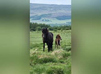 Icelandic Horse, Mare, 16 years, 13.3 hh, Black