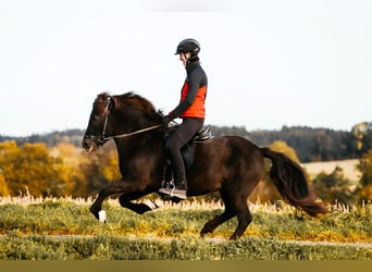 Icelandic Horse, Mare, 16 years, 13,3 hh, Black