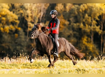 Icelandic Horse, Mare, 16 years, 13,3 hh, Black