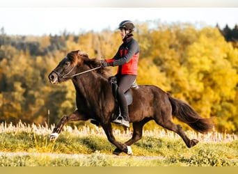 Icelandic Horse, Mare, 16 years, 13,3 hh, Black