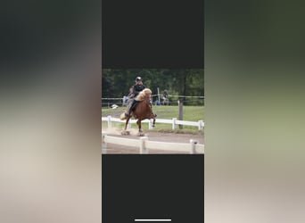 Icelandic Horse, Mare, 16 years, 13,3 hh, Chestnut