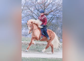 Icelandic Horse, Mare, 16 years, 13.3 hh, Chestnut-Red