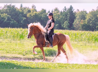 Icelandic Horse, Mare, 16 years, 13.3 hh, Chestnut-Red