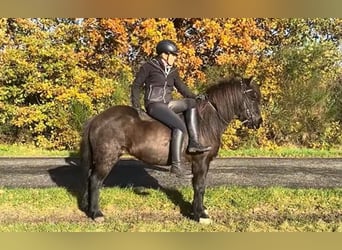 Icelandic Horse, Mare, 16 years, 13 hh, Black