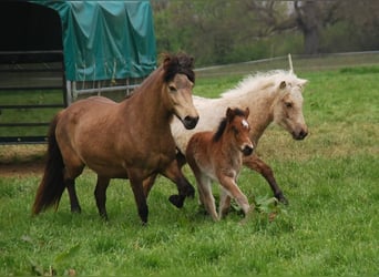 Icelandic Horse, Mare, 16 years, 13,2 hh, Buckskin