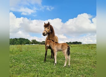 Icelandic Horse, Mare, 16 years, 13,2 hh, Buckskin