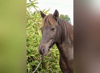 Icelandic Horse, Mare, 16 years, 14.1 hh, Pinto