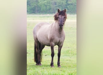 Icelandic Horse Mix, Mare, 16 years, 14.2 hh, Grullo