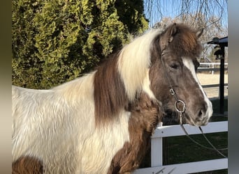 Icelandic Horse, Mare, 16 years, 14 hh, Pinto