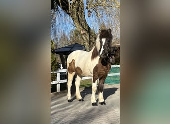Icelandic Horse, Mare, 16 years, 14 hh, Pinto
