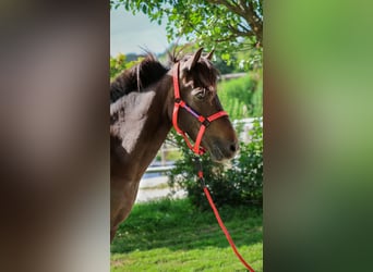 Icelandic Horse, Mare, 16 years, Smoky-Black