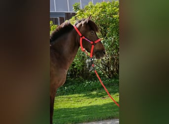 Icelandic Horse, Mare, 16 years, Smoky-Black