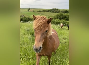 Icelandic Horse, Mare, 17 years, 12.2 hh, Chestnut-Red