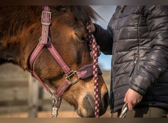 Icelandic Horse Mix, Mare, 17 years, 12.3 hh, Brown