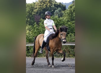 Icelandic Horse, Mare, 17 years, 12.3 hh, Dun