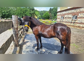 Icelandic Horse, Mare, 17 years, 13.1 hh, Black