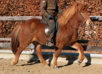 Icelandic Horse, Mare, 17 years, 13.1 hh, Chestnut-Red