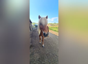 Icelandic Horse, Mare, 17 years, 13.1 hh, Chestnut-Red