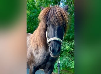 Icelandic Horse, Mare, 17 years, 13.1 hh, Smoky-Black