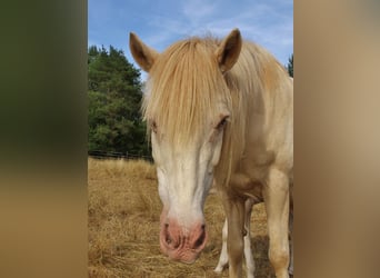 Icelandic Horse, Mare, 17 years, 13.2 hh, Perlino