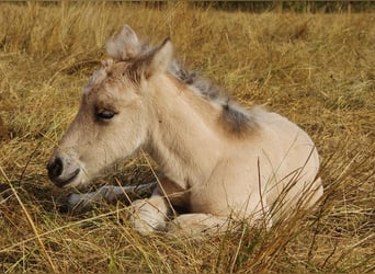 Icelandic Horse, Mare, 17 years, 13.2 hh, Perlino
