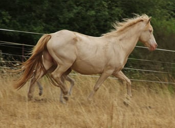 Icelandic Horse, Mare, 17 years, 13.2 hh, Perlino