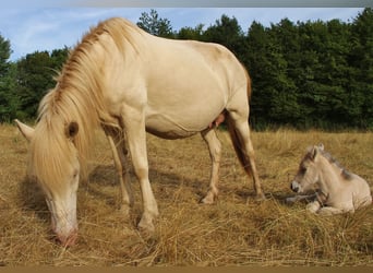 Icelandic Horse, Mare, 17 years, 13.2 hh, Perlino