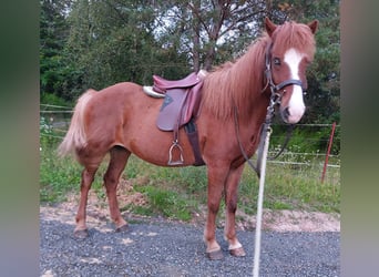 Icelandic Horse, Mare, 17 years, 13,2 hh, Sorrel