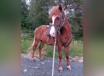 Icelandic Horse, Mare, 17 years, 13,2 hh, Sorrel