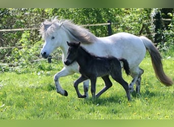 Icelandic Horse, Mare, 17 years, 13,3 hh, Gray