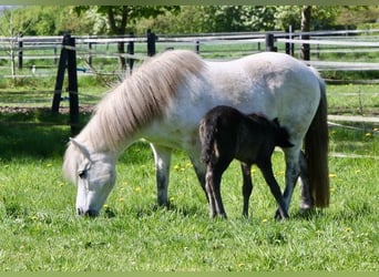 Icelandic Horse, Mare, 17 years, 13,3 hh, Gray