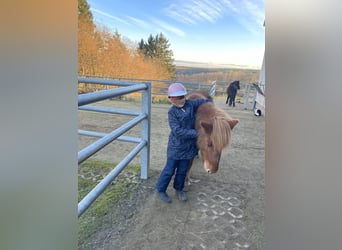 Icelandic Horse, Mare, 17 years, 13,1 hh, Chestnut-Red