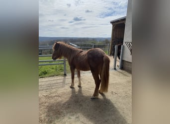 Icelandic Horse, Mare, 17 years, 13,1 hh, Chestnut-Red