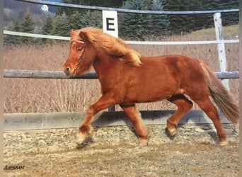 Icelandic Horse, Mare, 17 years, 13,2 hh, Chestnut-Red