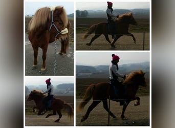 Icelandic Horse, Mare, 17 years, 13,2 hh, Chestnut-Red