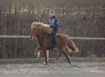 Icelandic Horse, Mare, 17 years, 13,2 hh, Chestnut-Red