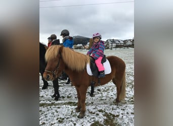 Icelandic Horse, Mare, 17 years, 13,2 hh, Chestnut-Red