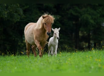 Icelandic Horse, Mare, 17 years, Dun