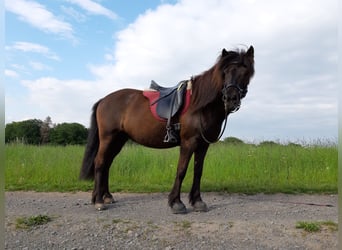 Icelandic Horse, Mare, 18 years, 13.1 hh, Black