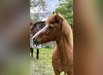 Icelandic Horse, Mare, 18 years, 13,1 hh, Chestnut-Red