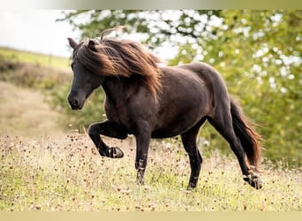 Icelandic Horse, Mare, 18 years, 13 hh, Black
