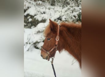 Icelandic Horse, Mare, 18 years, 13,1 hh, Chestnut-Red